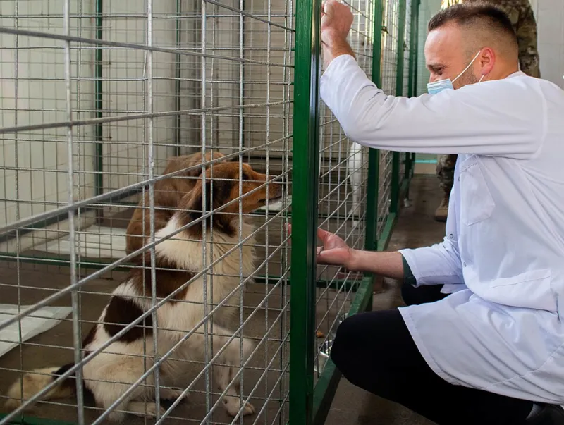 Vet Bills Without the Panic: Building a Financial Safety Net for Your Pet's Emergencies