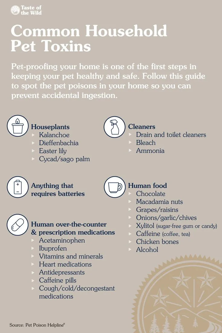 Hidden Dangers at Home: The Household Toxins Most Likely to Harm Your New Haven Pet