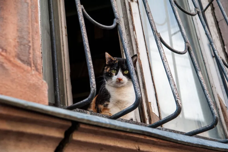 Inside, Outside, or Somewhere in Between? The Real Answers to the Indoor-Outdoor Cat Question