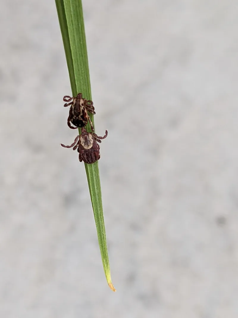 Tiny, Dangerous, and Everywhere: What New Haven Pet Owners Must Know About Ticks This Season